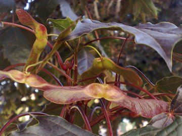 Acer platanoides var. Crimson King